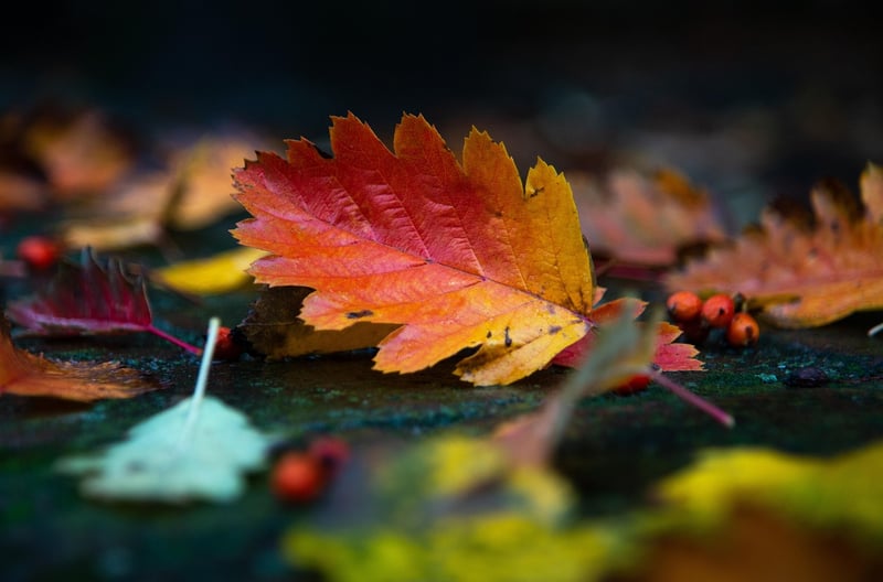 Fall Wreaths