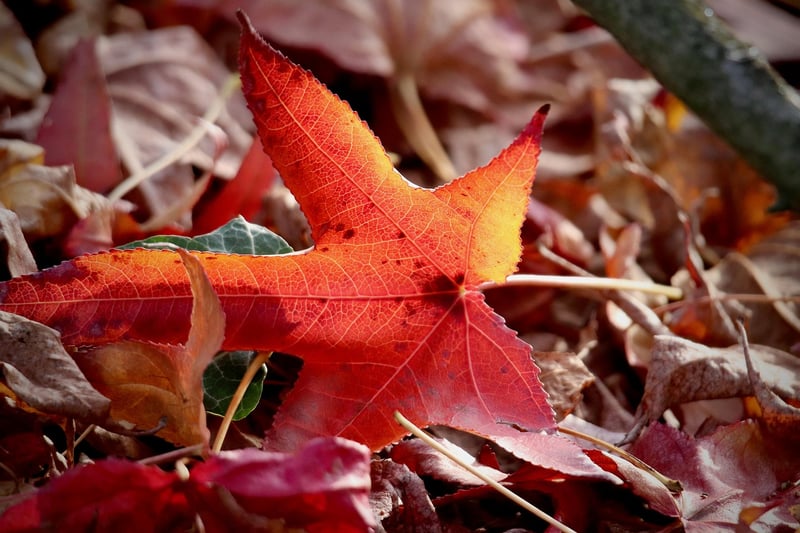 Leaf Printing
